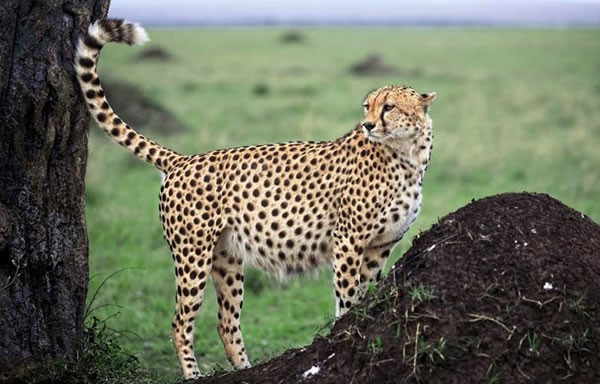 ПУТЕШЕСТВЕННИК ПОТЕРЯННОГО ГОРОДА:MASAI MARA